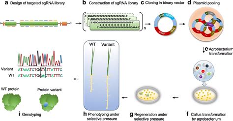 CRISPR directed evolution of the spliceosome for resistance to splicing inhibitors | Genome ...