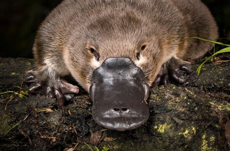 And You Thought the Platypus Was Odd - The New York Times