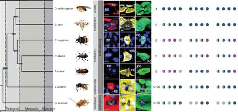 5 Evolution of insect renal function and control. Consensus phylogeny... | Download Scientific ...