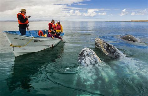 Whale Watching Season In Baja California Coming Up Soon - DeeperBlue.com