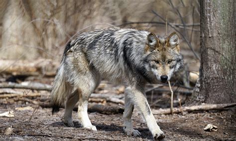 Mexican Gray Wolf | Defenders of Wildlife