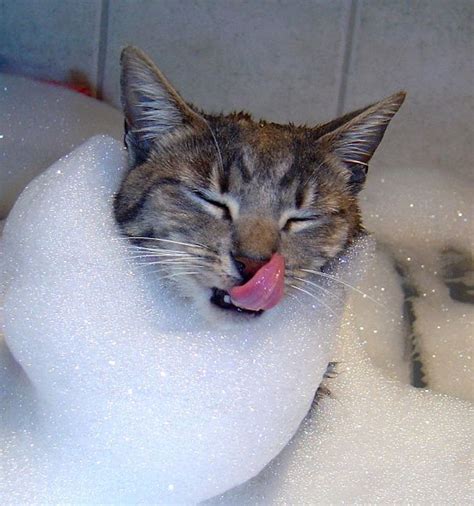 10 Cute And Funny Cats That Actually Love Water – Viral Cats Blog