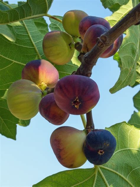 Fig Types: Different Types Of Fig Trees For The Garden | Growing fig ...