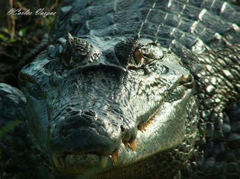 Caiman crocodilus | The Reptile Database