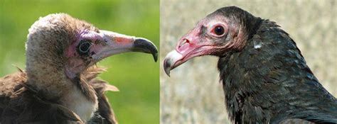 Buzzards vs Vultures: What's the Difference?