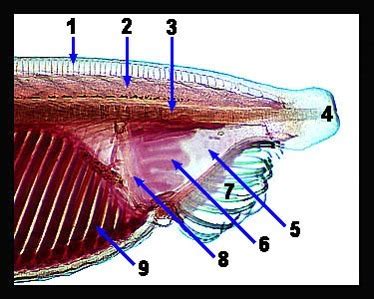 Branchiostoma (amphioxus and lancelets) and Urochordata (tunicats and salps) anatomy Flashcards ...