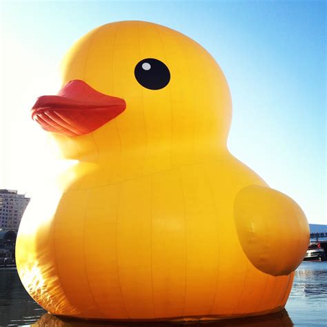 A Wife's Charmed Life: Giant Rubber Duck in Sydney