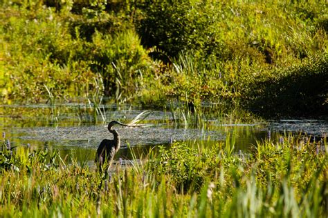 Wetlands | Chesapeake Bay Program