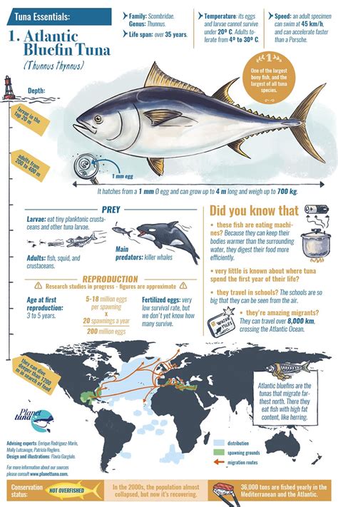 ATLANTIC BLUEFIN TUNA ESSENTIAL FACT SHEET - Planet tuna