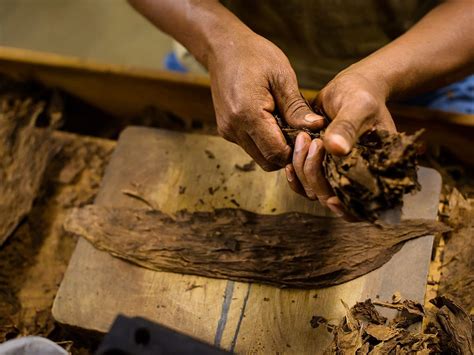 How Many Leaves Go Into Making One Cigar? | Cigar Journal