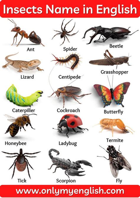 Insects Name: List of Insect Names In English with Pictures | Insects names, Learn english, Insects