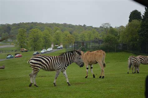 Kuweight 64: WEST MIDLANDS SAFARI PARK - NEAR BIRMINGHAM UK