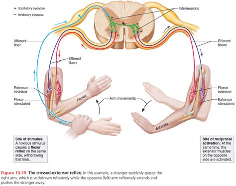 THE CROSSSED -EXTENSOR REFLEX Diagram | Quizlet