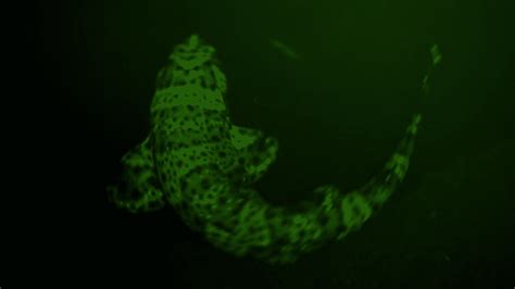 Meet The Glow-In-The-Dark Shark | IFLScience