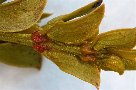 Vascular Plants of the Gila Wilderness-- Larrea tridentata var. tridentata