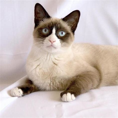 The Rare Snowshoe Cat & Its Unique Characteristics | Pouted.com