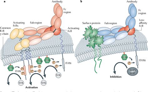 Fc receptor-targeted therapies for the treatment of inflammation, cancer and beyond | Semantic ...