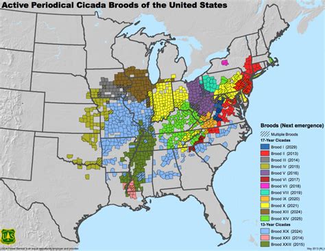 Everything you need to know about the cicadas that will soon swarm southwest Pa. | StateImpact ...