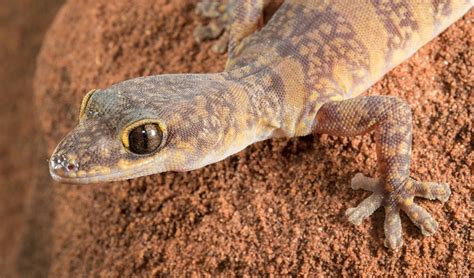 Colourful ancient gecko discovered in Australian desert - Australian ...