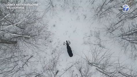 Why do moose shed their antlers? Drone captures rare moment in Canadian forest | VIDEO - ABC13 ...