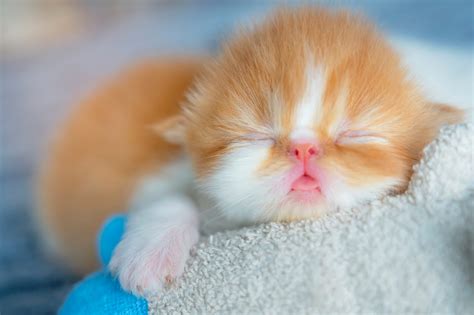 50 of the Cutest Photos of Kittens Sleeping | Reader's Digest