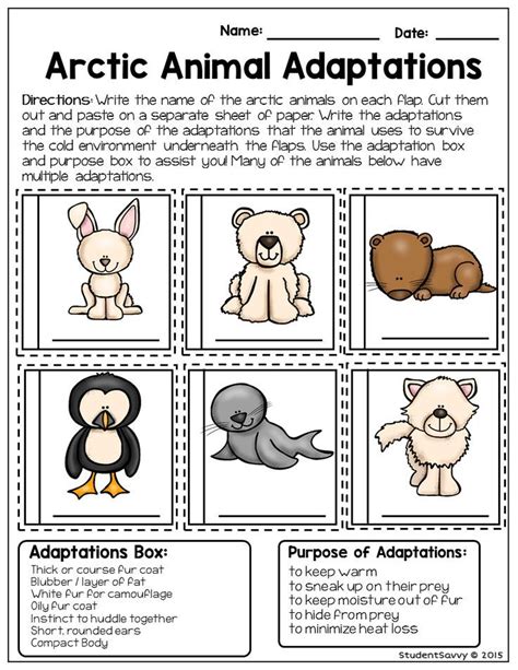 Physical Adaptations Of Animals Worksheets