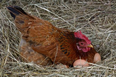 How to Get Your Chickens to Lay Eggs - Know Your Chickens