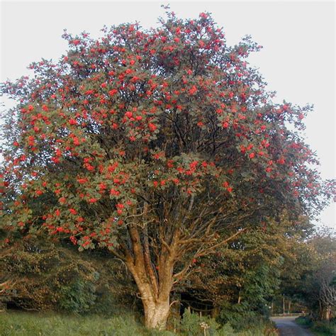 European Mountain Ash Tree