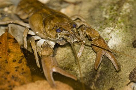 White Clawed Crayfish Surveys - Lee Ecology