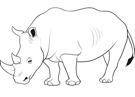 Cartoon Rhino Drawing at GetDrawings | Free download