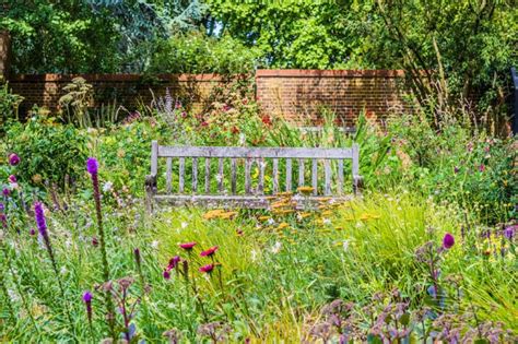 Why You Need to Plant a Wildflower Garden