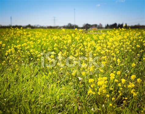 Canola Field And Flowers On Spring Stock Photo | Royalty-Free | FreeImages