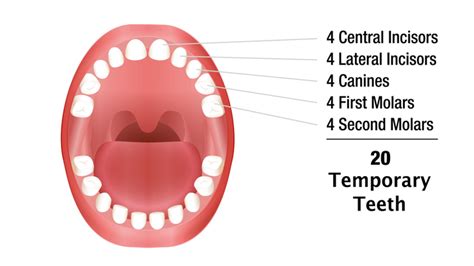 Baby teeth – teething and how to care for baby teeth | Pregnancy Birth and Baby