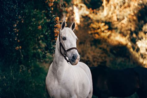 The 12 Best Horse Photography Tips and Tricks | Contrastly