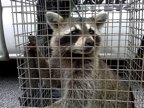 5 Best Raccoon Traps in 2024 [Detailed Reviews]