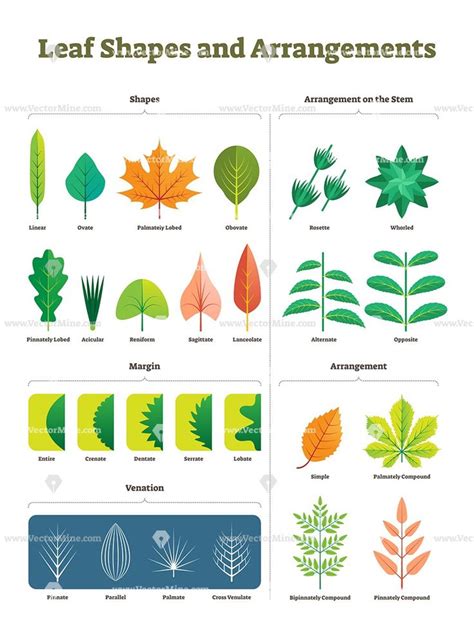 Leaf shape types vector illustration collection | Leaf shapes, Vector illustration, Illustration