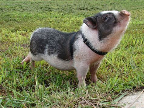 Free Potbellied Pig Wallpaper download - Animals Town