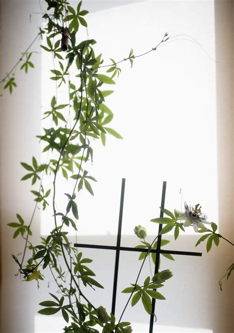 Inspiration for Hanging Houseplants | Us Weekly