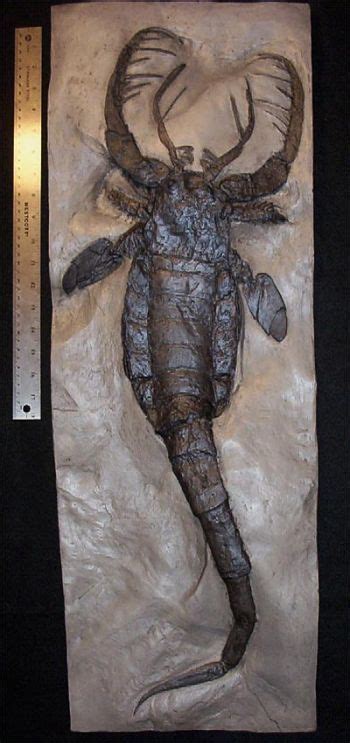 eurypterid | Fossils, Prehistoric animals, Dinosaur fossils