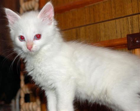 Albino Cats – Paradoxoff Planet