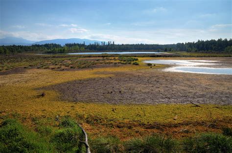 Wetland Background by Burtn on DeviantArt