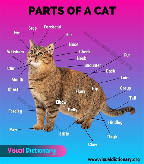 Cat Anatomy: Interesting List of 34 External Parts of the Cat - Visual Dictionary