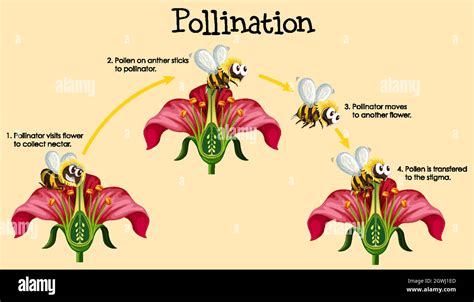 Diagram showing pollination with bee and flowers Stock Vector Image & Art - Alamy