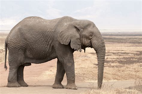 African elephant - Wikipedia