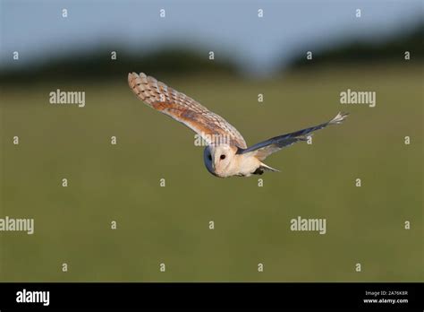 Hunting Barn Owl Stock Photo - Alamy