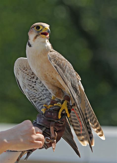 Pictures and information on Lanner Falcon