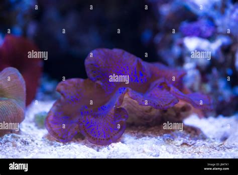 maxima clam underwater with coral reef Stock Photo - Alamy