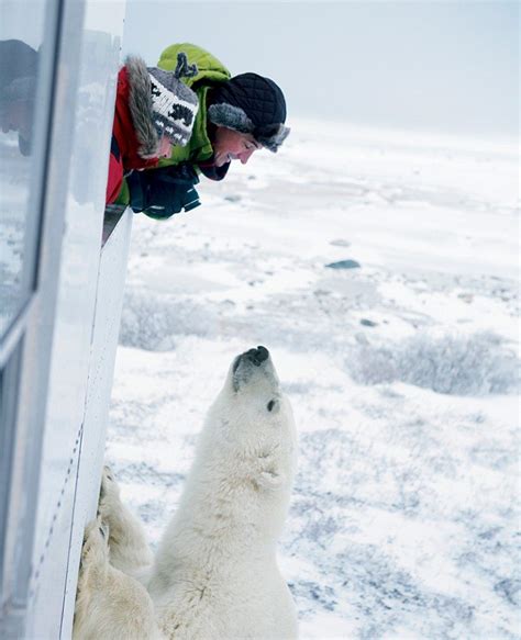 Canadian-Attractions-Churchill-Manitoba-Polar-Bears - AMA