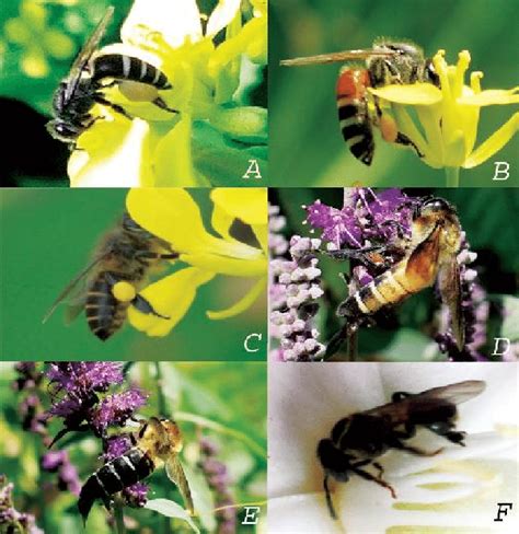 A-Apis andreniformis, B-Apis florea, C-Apis cerana, D-Apis dorsata,... | Download Scientific Diagram