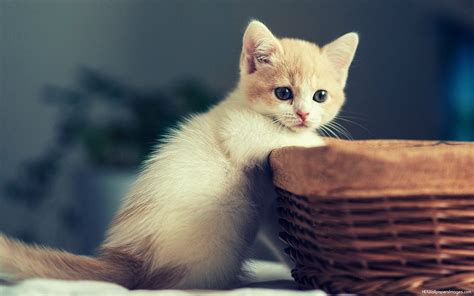 🔥 [96+] Cute Kittens HD Wallpapers | WallpaperSafari